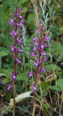 Himantoglossum formosum. Closer.2.jpg