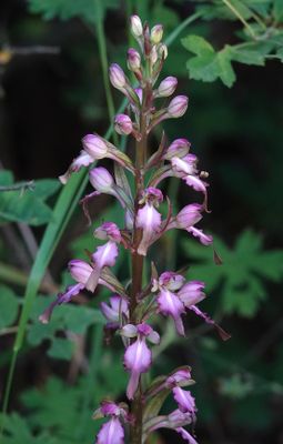 Himantoglossum formosum. Closer.4.jpg