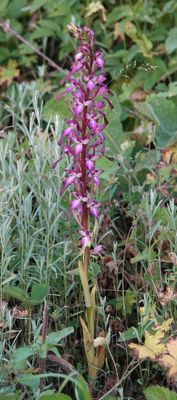 Himantoglossum formosum.jpg