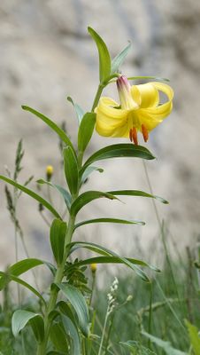 Lilium monadelphum. Closer.2.jpg