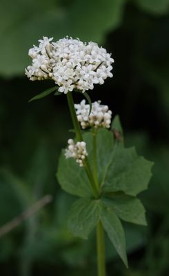Valeriana alliariifolia. Close-up.jpg