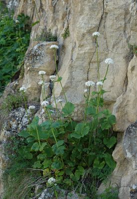 Valeriana alliariifolia.2.jpg
