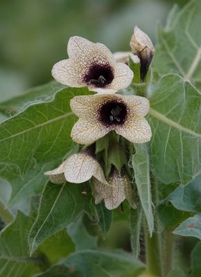 Hyoscyamus niger. Close-up.1.jpg