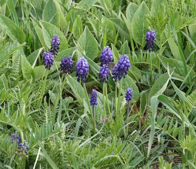 Muscari.jpg