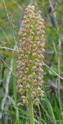 Orchis punctulata x Orchis purpurea subsp. caucasica. Closer.jpg
