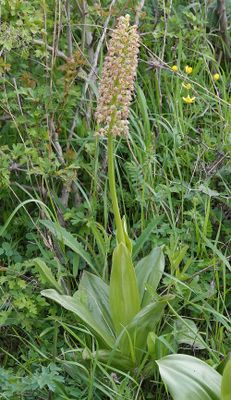 Orchis punctulata x Orchis purpurea subsp. caucasica.jpg