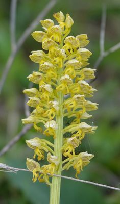 Orchis punctulata. Close-up.jpg