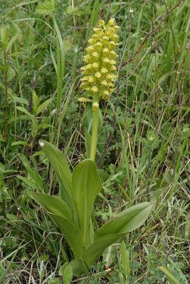 Orchis punctulata.2.jpg