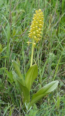 Orchis punctulata.4.jpg