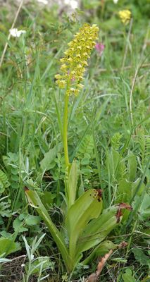 Orchis punctulata.5.jpg