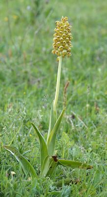 Orchis punctulata.7.jpg