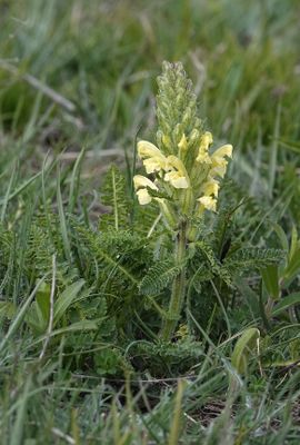 Pedicularis sibthorpii.jpg