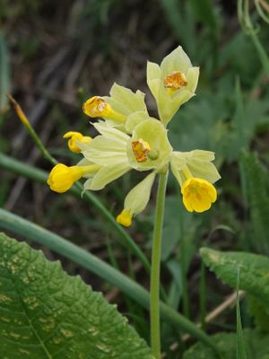 Primula veris. Close-up.jpg