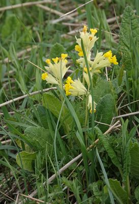Primula veris.1.jpg