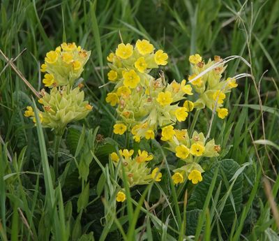 Primula veris.3.jpg