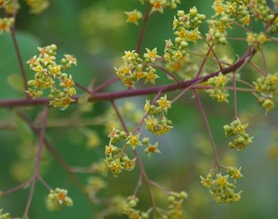 Cotinus coggygria. Close-up.1.jpg