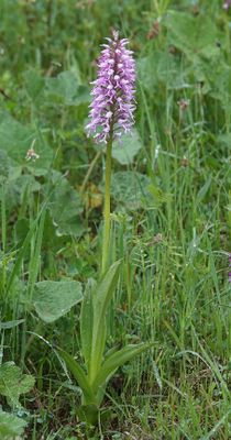 Orchis militaris subsp. stevenii.1.jpg