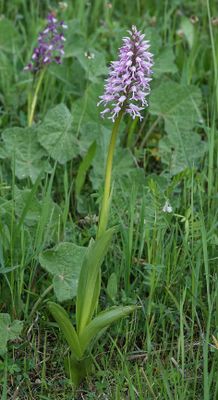 Orchis militaris subsp. stevenii.jpg