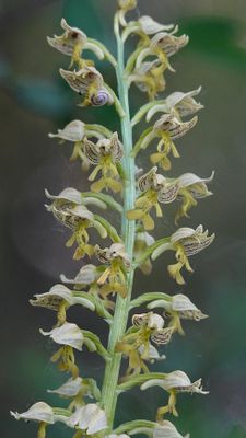 Orchis punctulata. Close-up.2.jpg