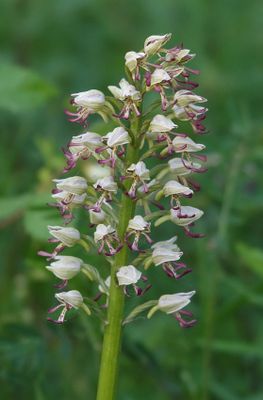Orchis x chabalensis. Closer.3.jpg