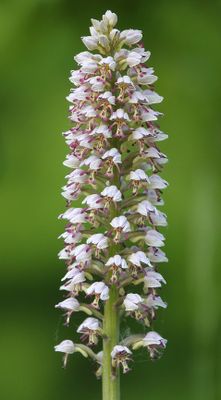 Orchis x chabalensis. Closer.8 .jpg
