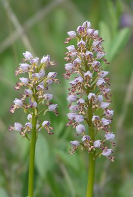 Orchis x chabalensis. Closer.9 .jpg