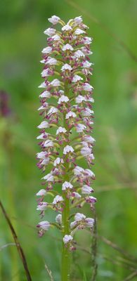 Orchis x chabalensis. Closer.15 .jpg