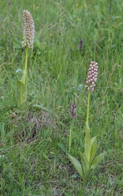 Orchis x chabalensis.5.jpg