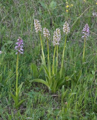 Orchis x chabalensis.7 (2).jpg