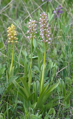 Orchis x chabalensis.8.jpg
