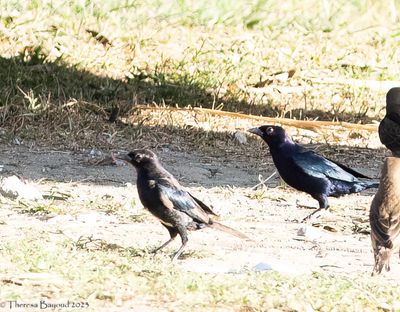 Shiny Cowbird