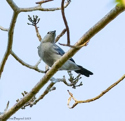 Blue-Gray Tanager
