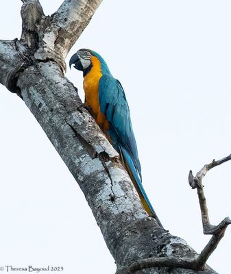 Blue-and-Yellow Macaw