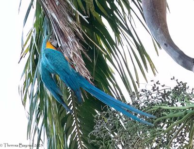 Blue-and-Yellow Macaw