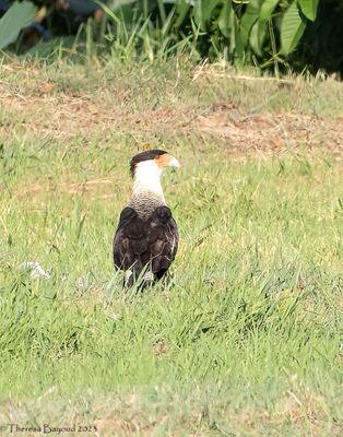 Crested Caracara