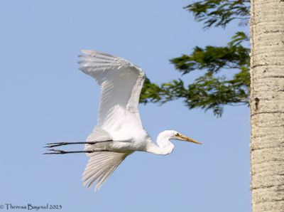 Great Egret