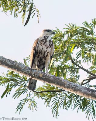 Gary-lined Hawk