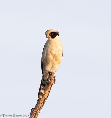 Laughing Falcon