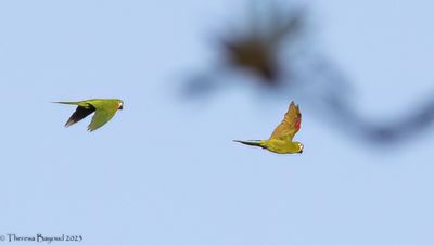 Red-shouldered Macaw