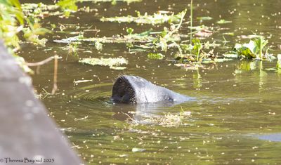 West Indian Manatee