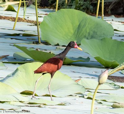 Wattled Jacana