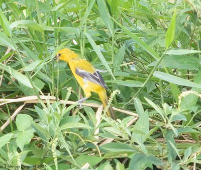 Yellow Oriole