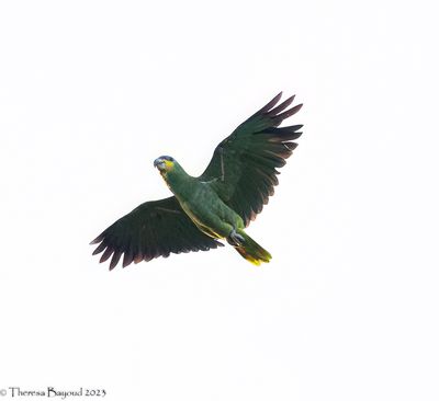 Orange-winged Parrot