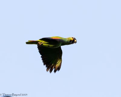 Orange-winged Parrot