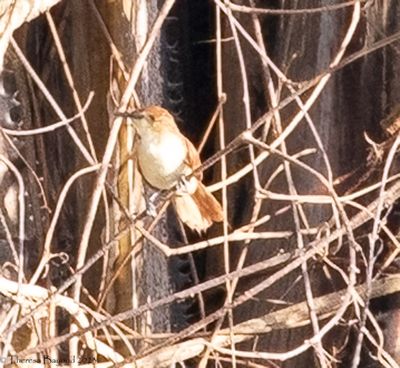 Yellow-chinned Spinetail