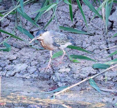 Striated Heron