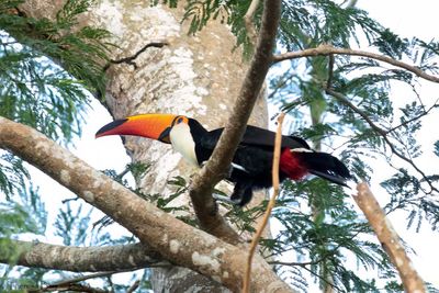 Toco Toucan
