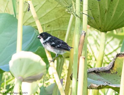 White-barred Seedeater