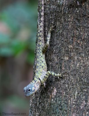 Blue-lipped Tree Lizard