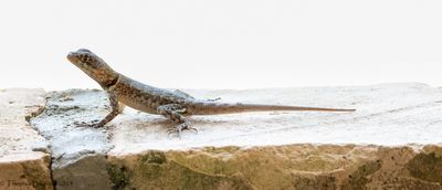 Peters' Lava Lizard
